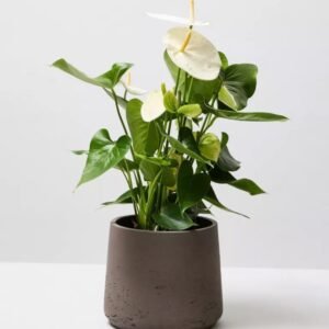 Plant Robusta